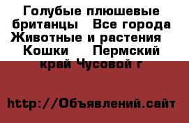 Голубые плюшевые британцы - Все города Животные и растения » Кошки   . Пермский край,Чусовой г.